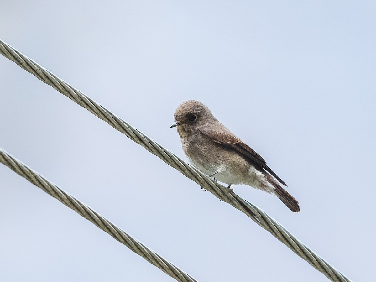 Dark-sided Flycatcher - ML620307352