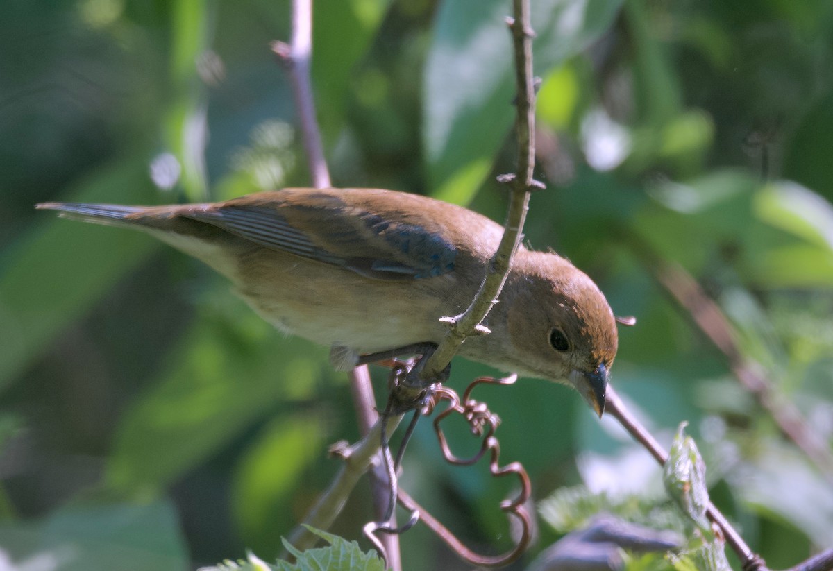 Indigo Bunting - ML620307354