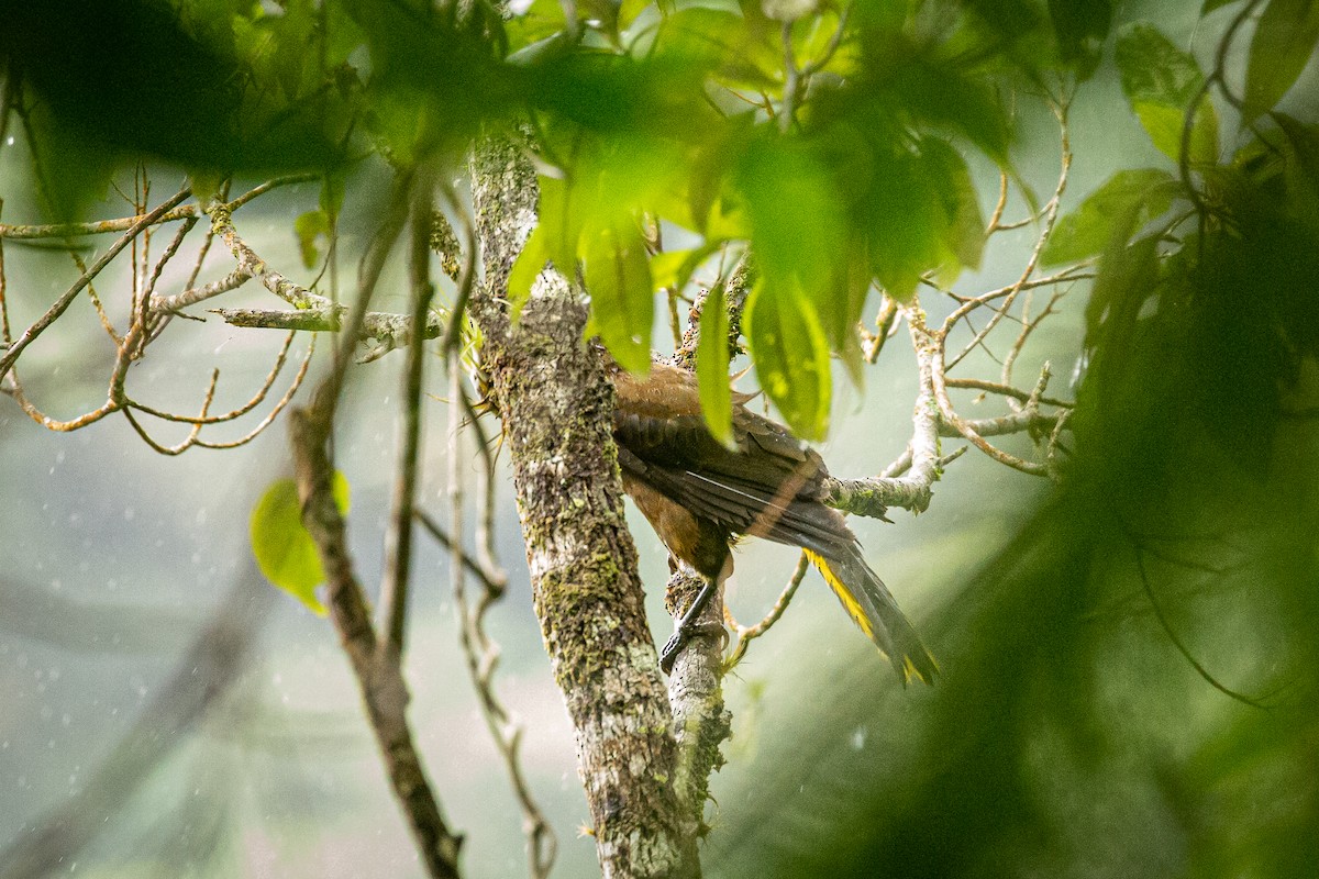 Russet-backed Oropendola - ML620307355