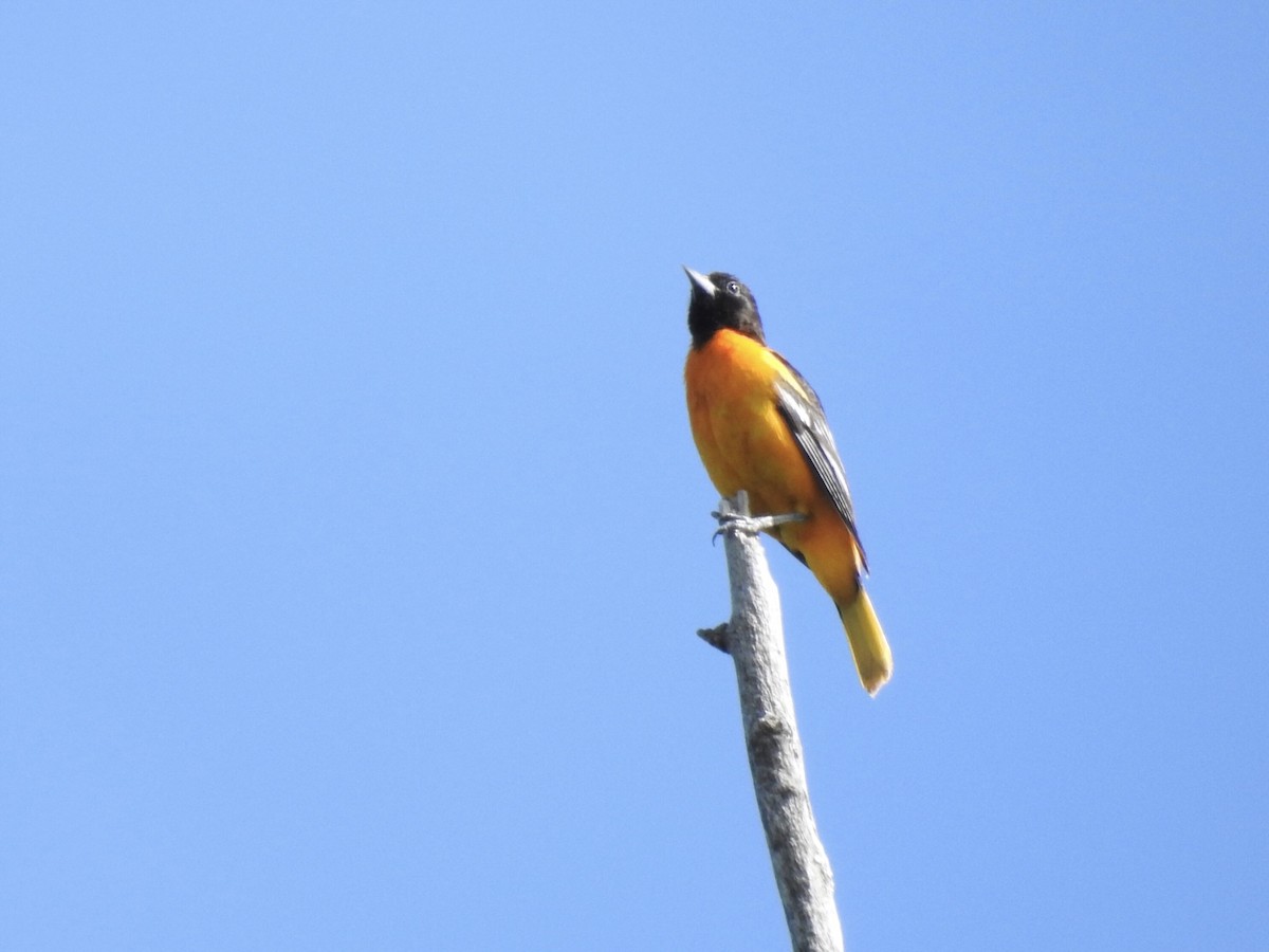 Oriole de Baltimore - ML620307357