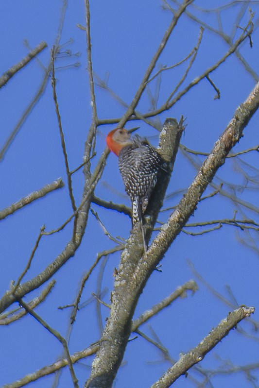 Red-bellied Woodpecker - ML620307359