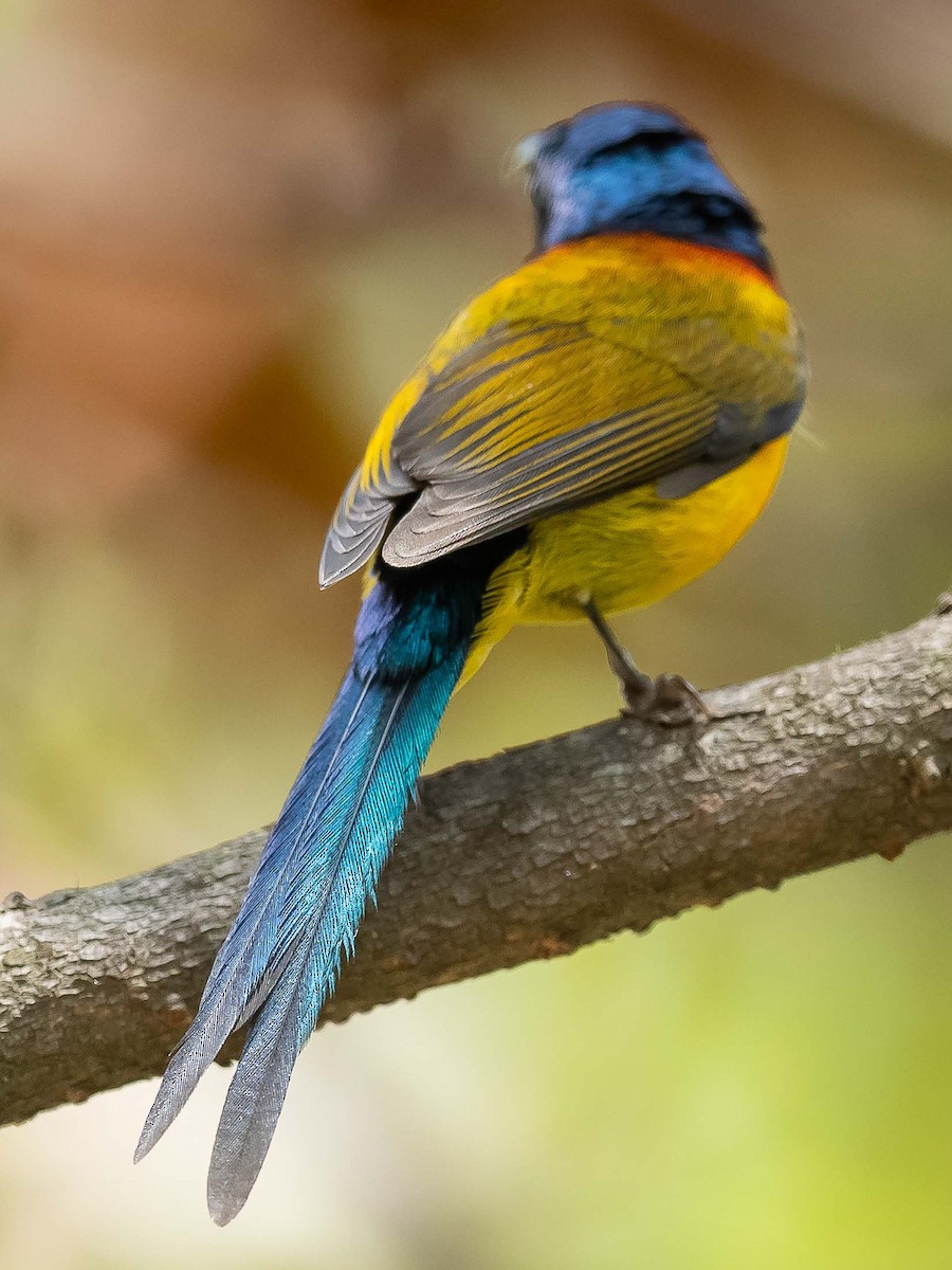 Green-tailed Sunbird - ML620307364