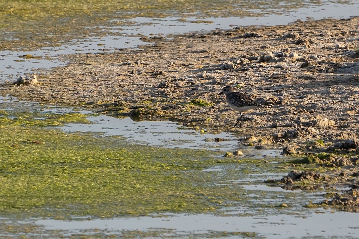 Pacific Golden-Plover - ML620307371