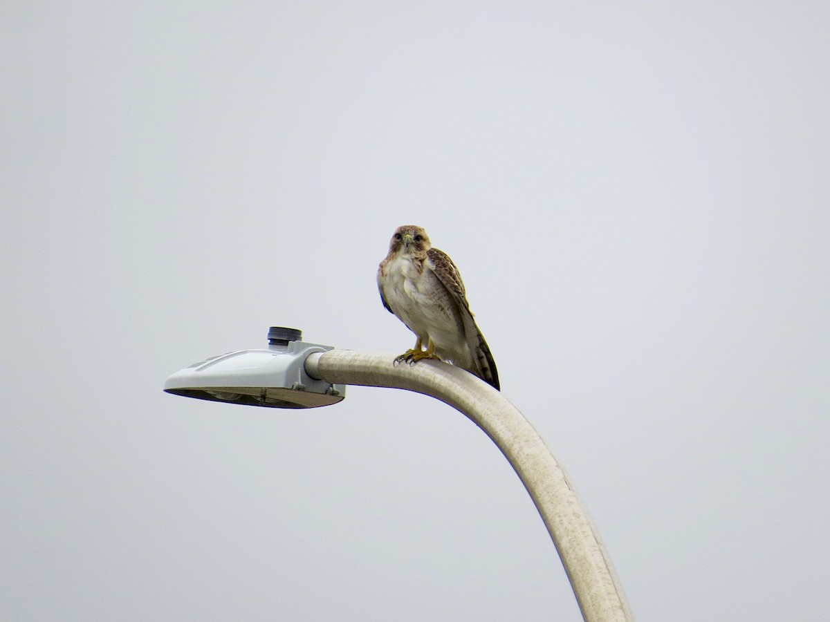 Red-tailed Hawk - ML620307382