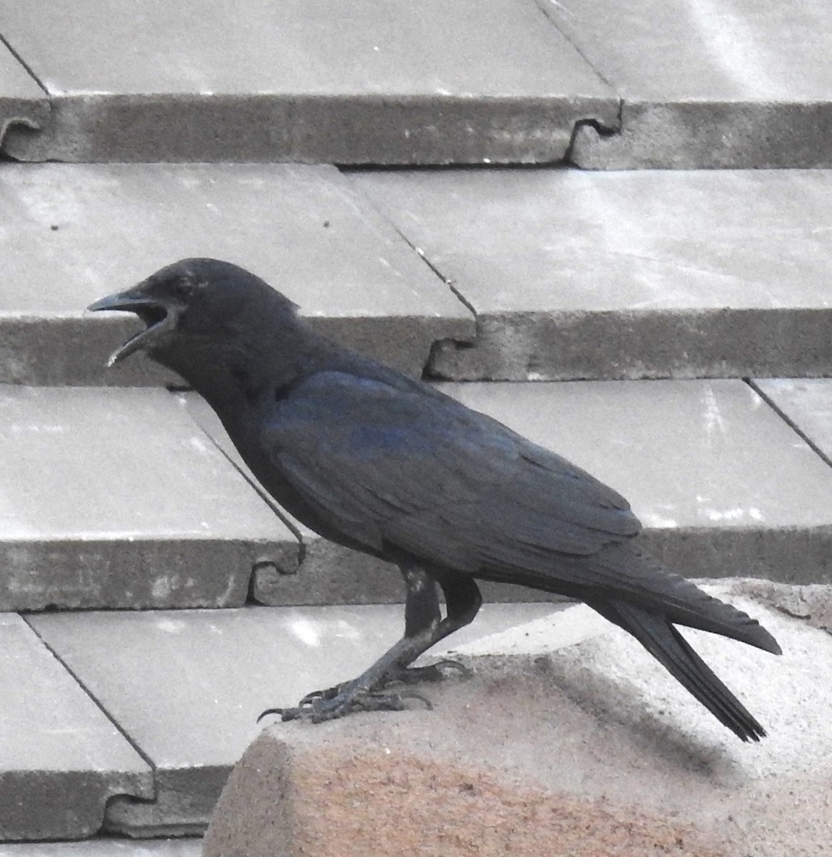 Fish Crow - ML620307388