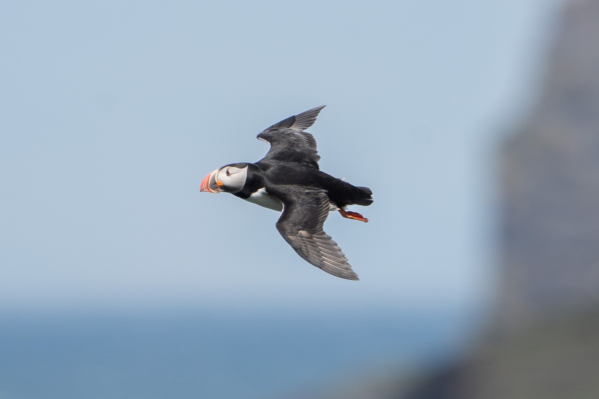 Atlantic Puffin - ML620307398