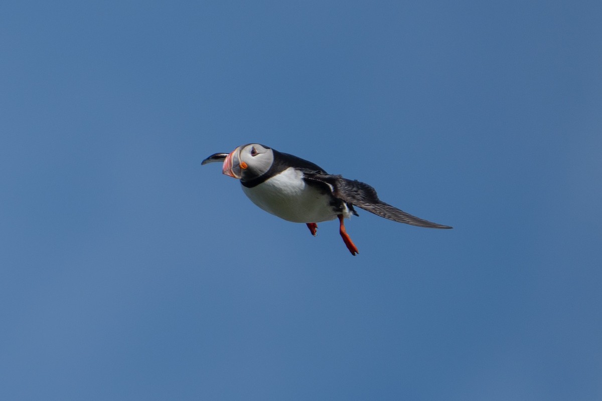 Atlantic Puffin - ML620307401