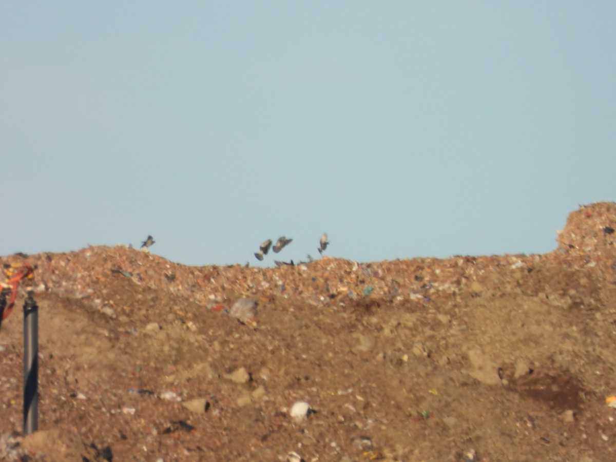 Rock Pigeon (Feral Pigeon) - ML620307408