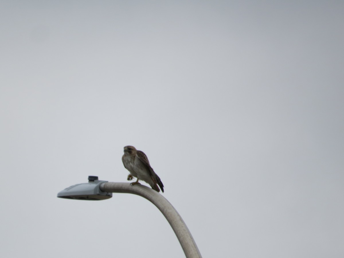 Red-tailed Hawk - ML620307413