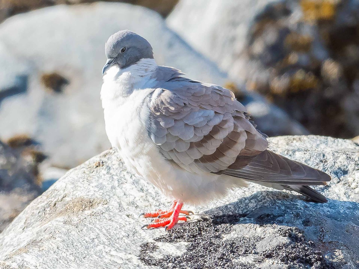 Snow Pigeon - ML620307421