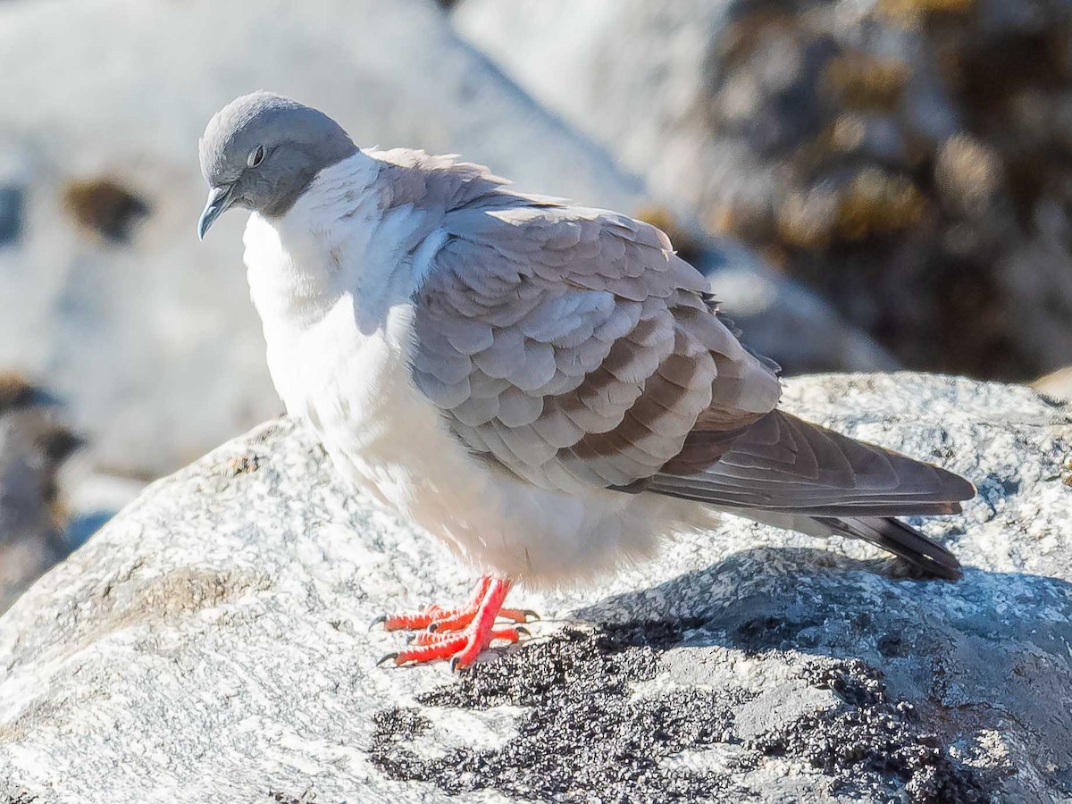 Snow Pigeon - ML620307423