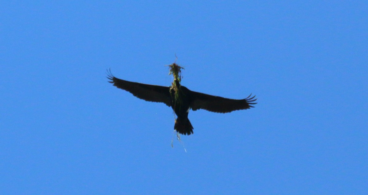 Cormorán Pelágico - ML620307427