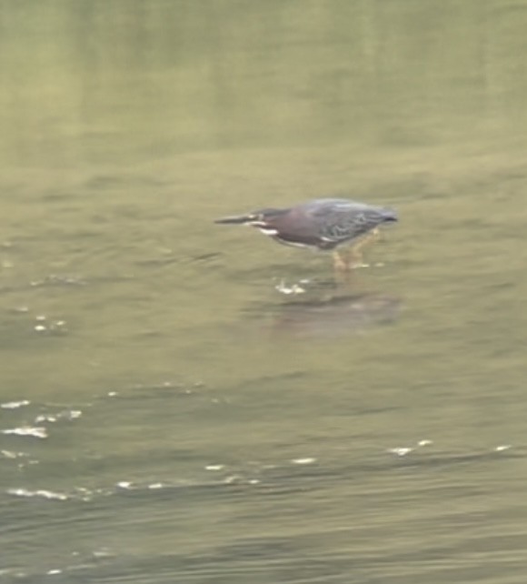 Green Heron - ML620307431