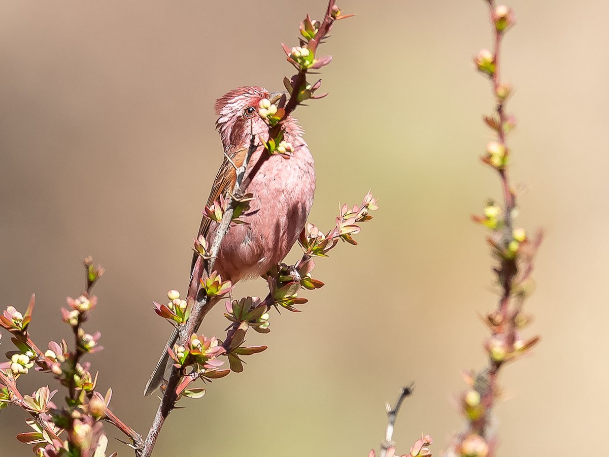 Pink-browed Rosefinch - ML620307434