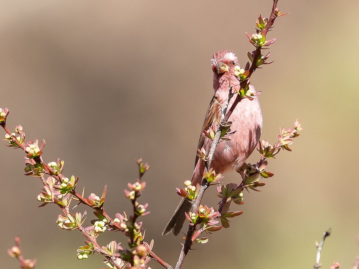 Pink-browed Rosefinch - ML620307435