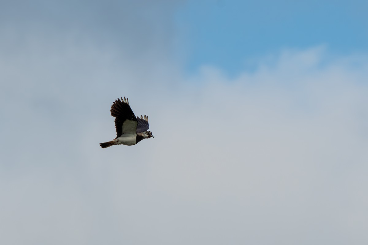 Northern Lapwing - ML620307437