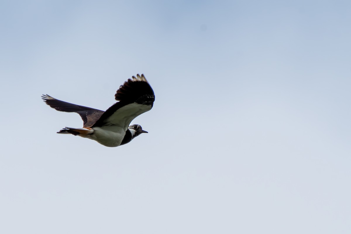 Northern Lapwing - ML620307439