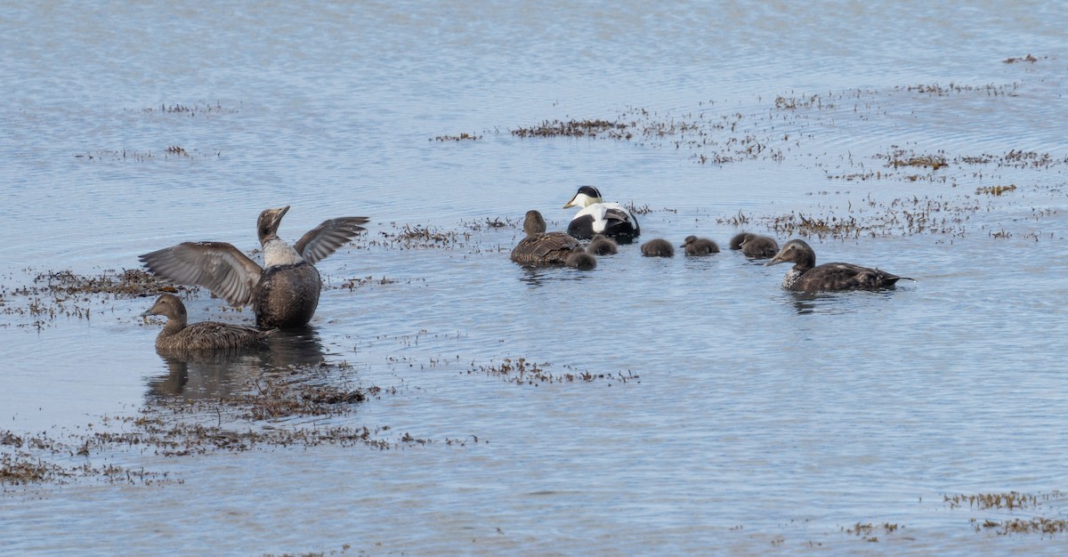 Common Eider - Bernard Rodrigue