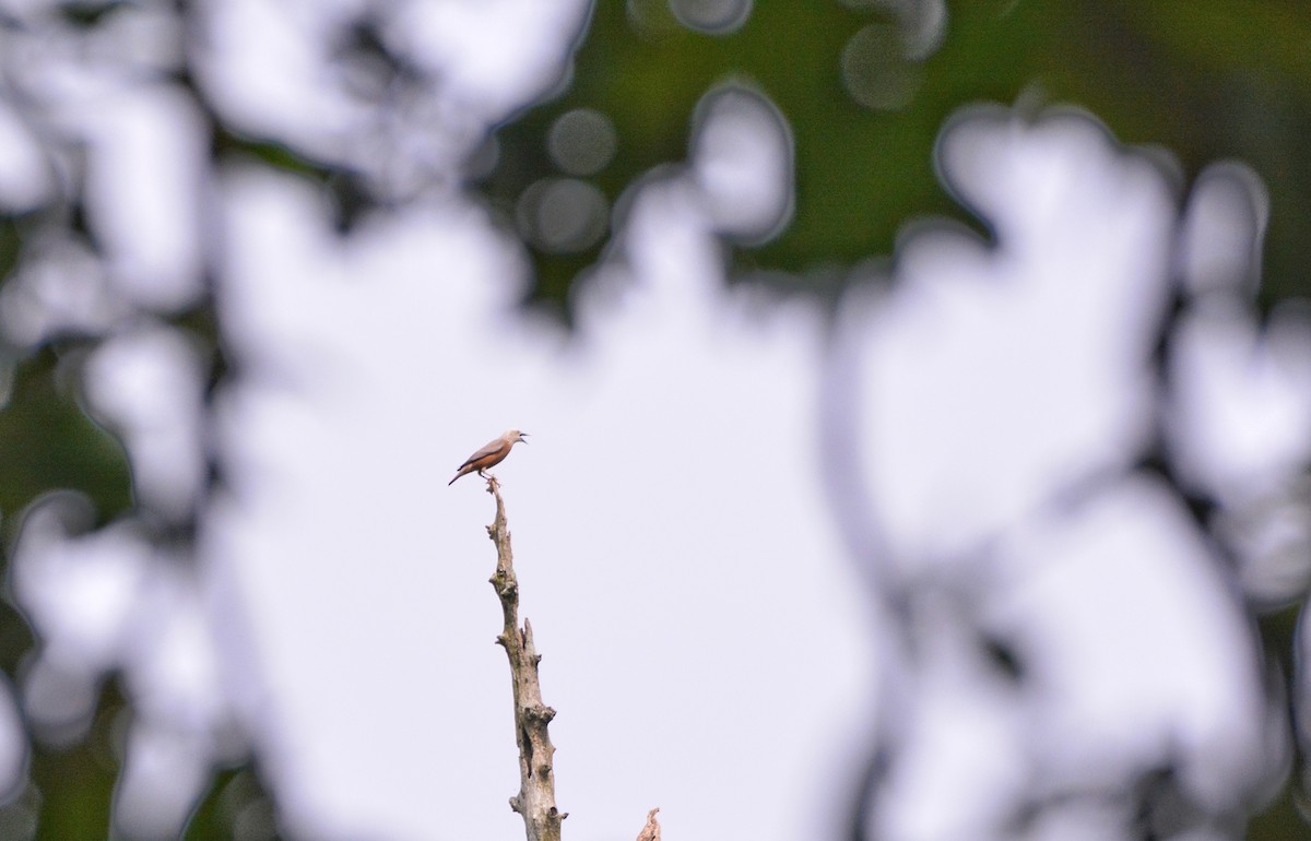 Chestnut-tailed Starling - ML620307445