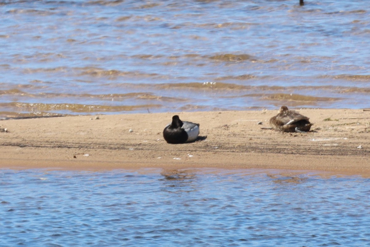 Greater/Lesser Scaup - ML620307446