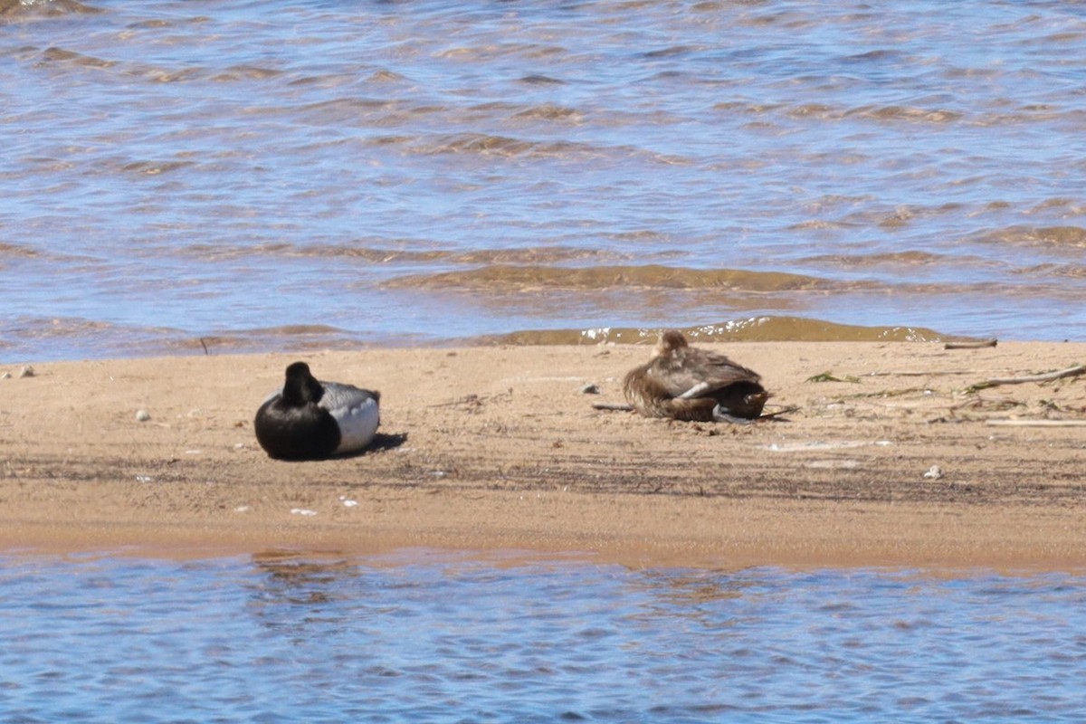 Greater/Lesser Scaup - ML620307447