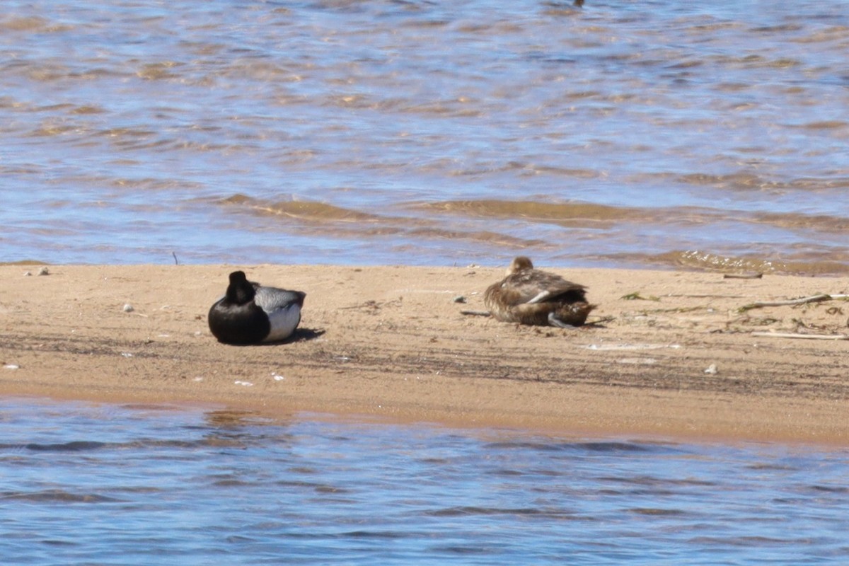 Greater/Lesser Scaup - ML620307448