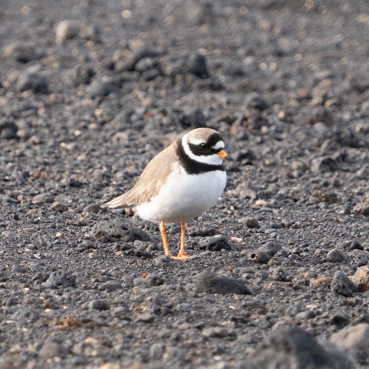 Common Ringed Plover - ML620307449