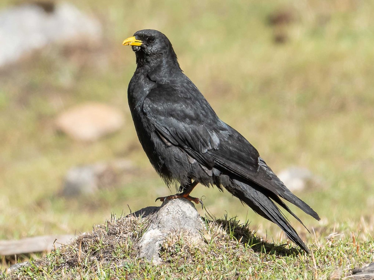 Yellow-billed Chough - ML620307450