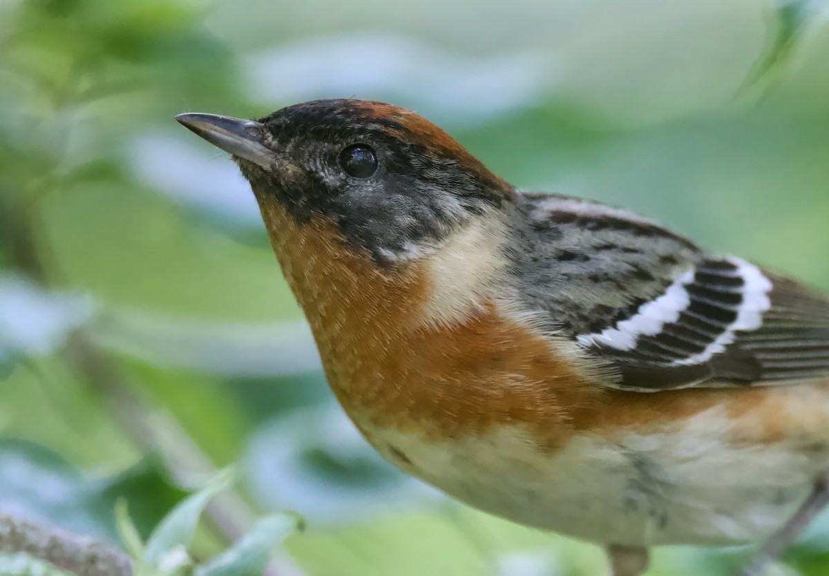 Bay-breasted Warbler - ML620307459