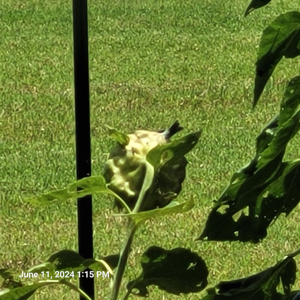 American Goldfinch - ML620307463