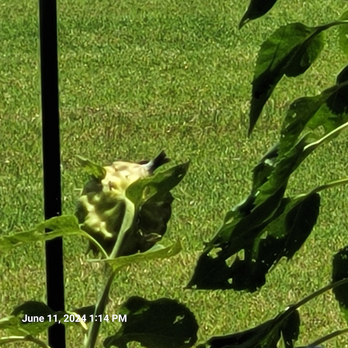 American Goldfinch - ML620307464