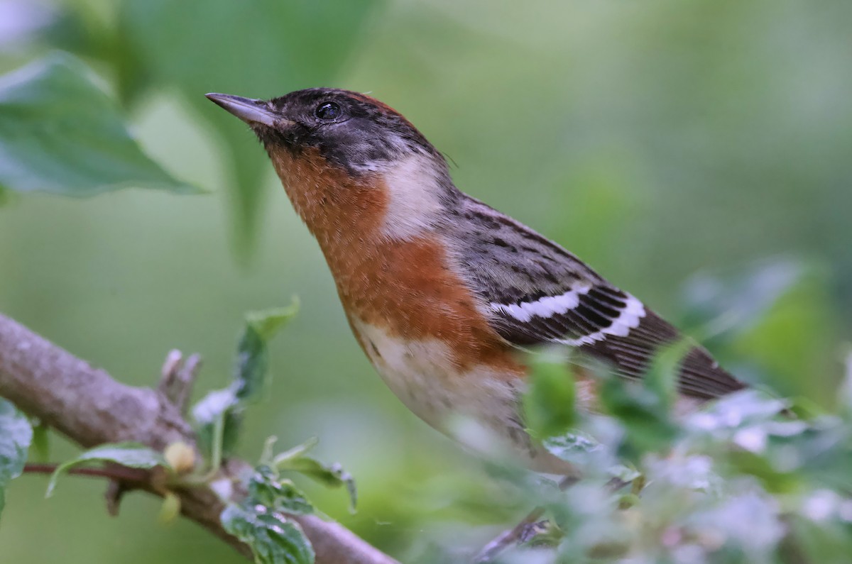 Bay-breasted Warbler - ML620307465