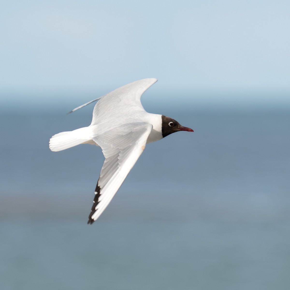 Black-headed Gull - ML620307466