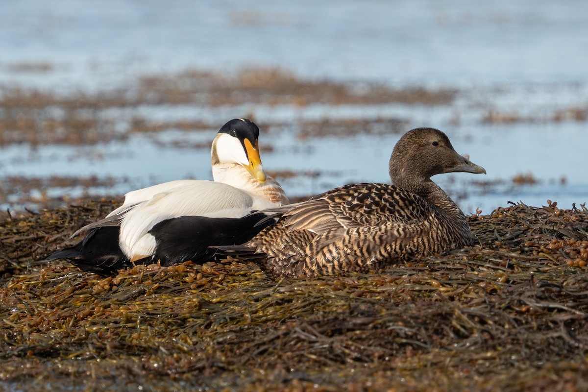 Common Eider - ML620307469