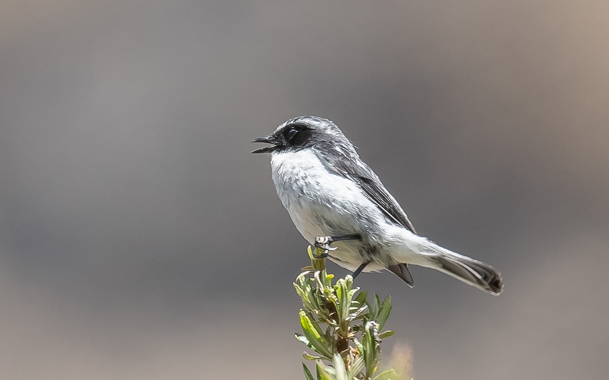 Gray Bushchat - ML620307471