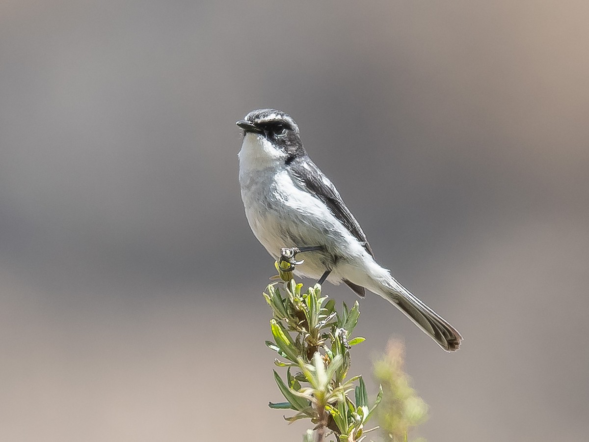 Gray Bushchat - ML620307472