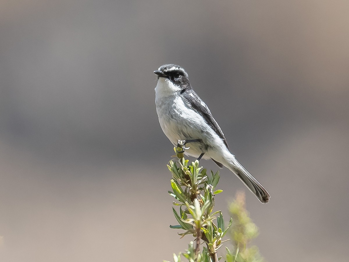 Gray Bushchat - ML620307473