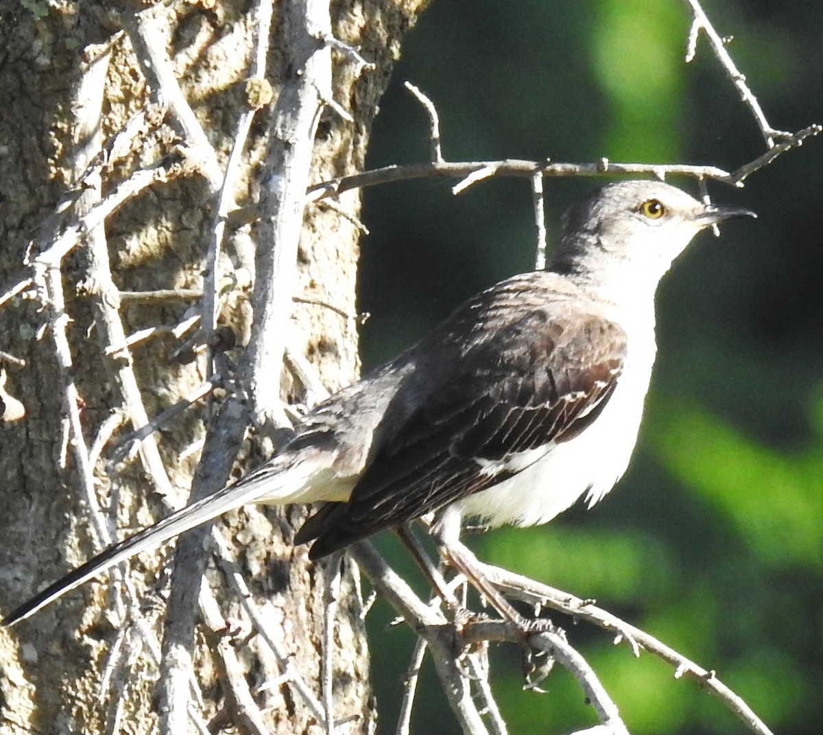 Northern Mockingbird - ML620307475