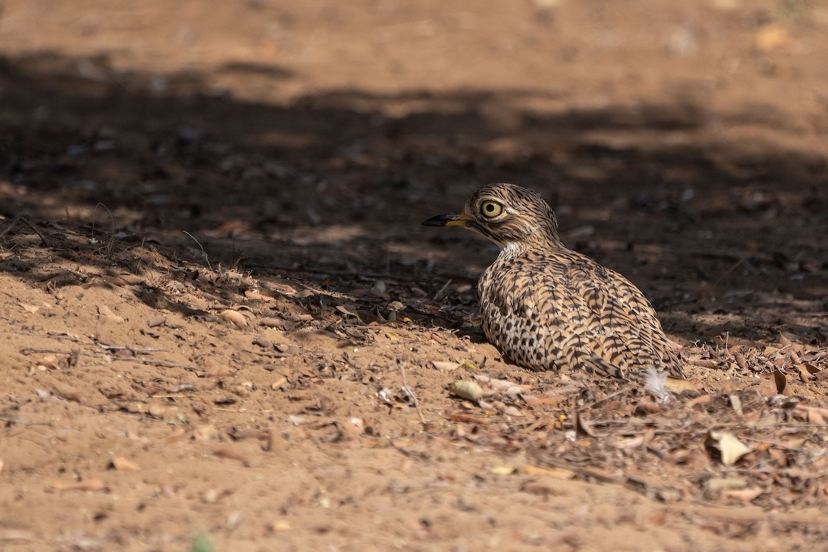 Spotted Thick-knee - ML620307477