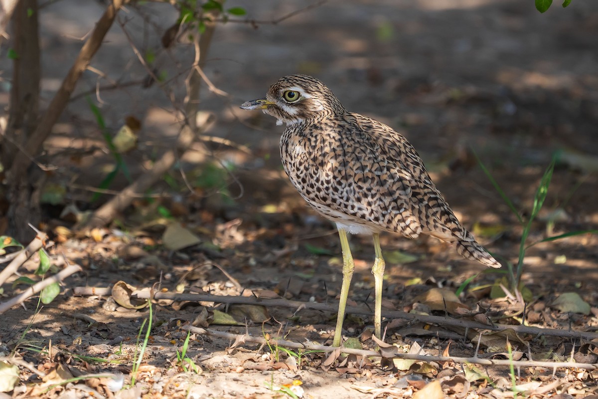 Spotted Thick-knee - ML620307478