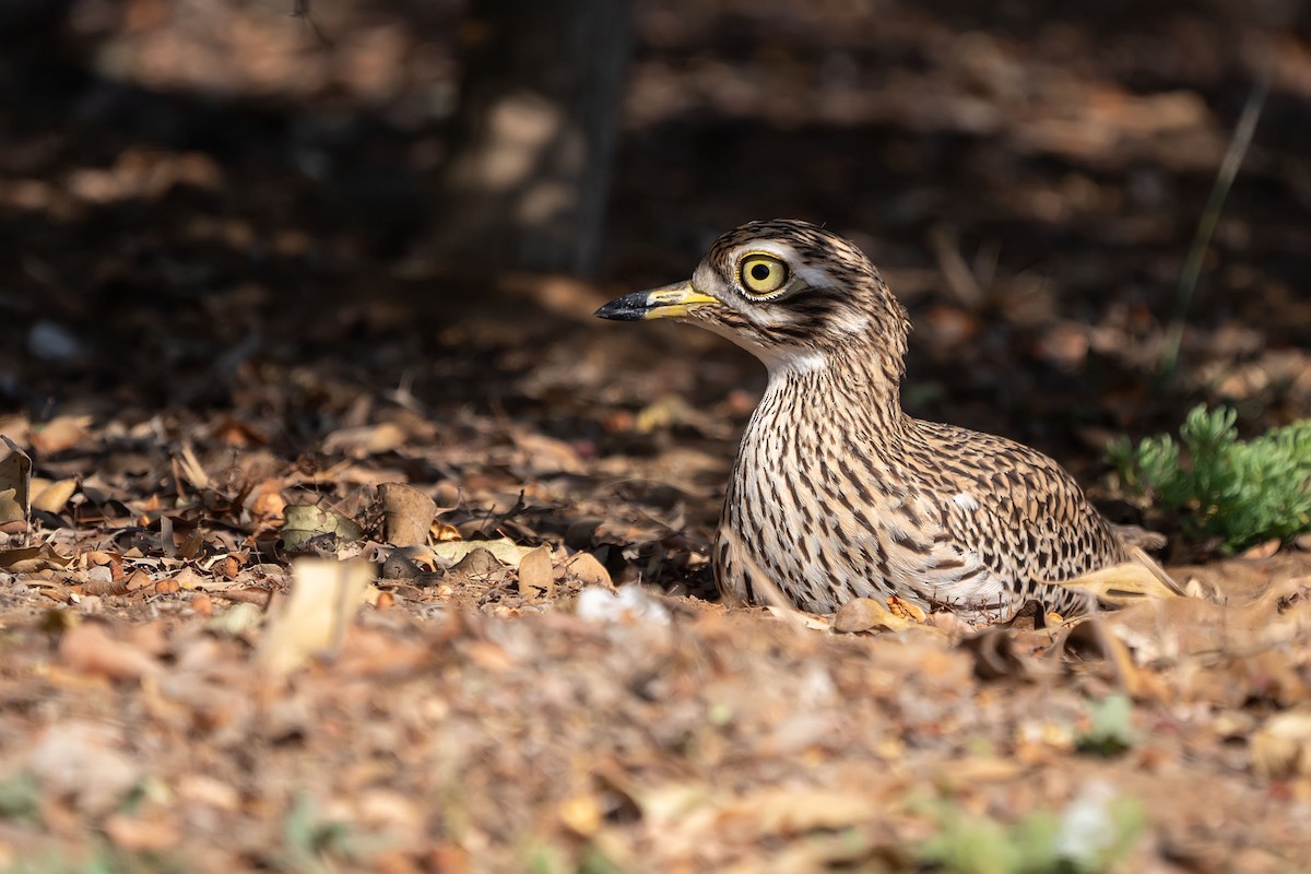 Spotted Thick-knee - ML620307479