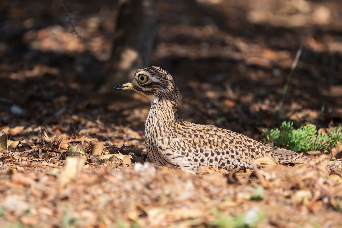 Spotted Thick-knee - ML620307482