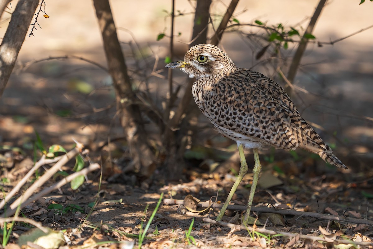 Spotted Thick-knee - Núria Ferrer Barbany