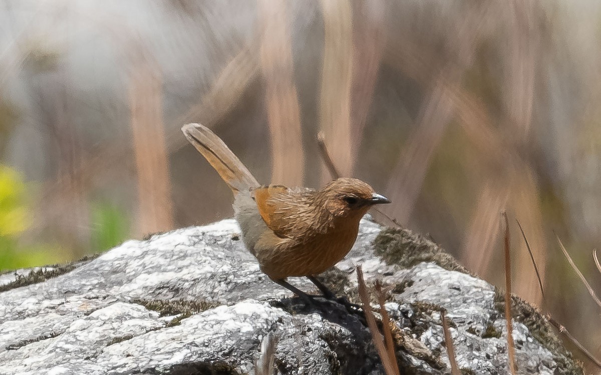 Streaked Laughingthrush - ML620307491