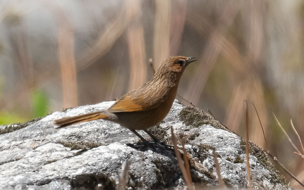 Streaked Laughingthrush - ML620307492