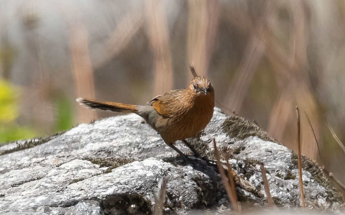 Streaked Laughingthrush - ML620307493