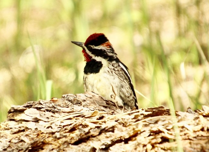 Red-naped Sapsucker - ML620307495