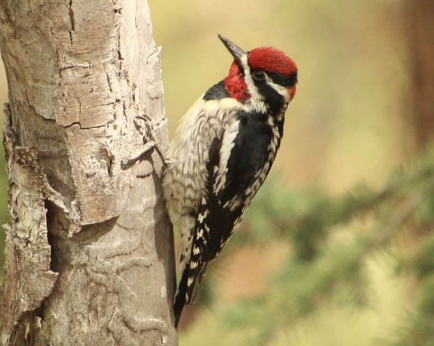 Red-naped Sapsucker - ML620307496