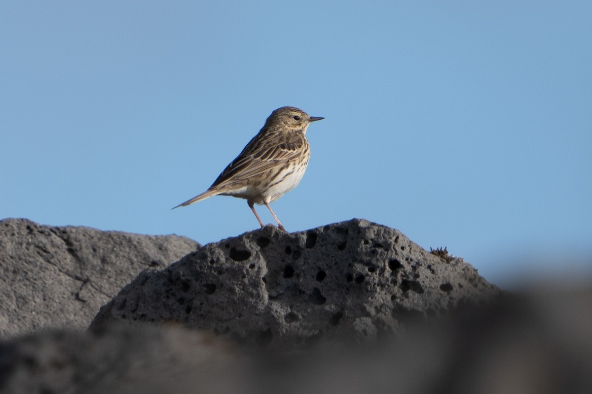 Meadow Pipit - ML620307497