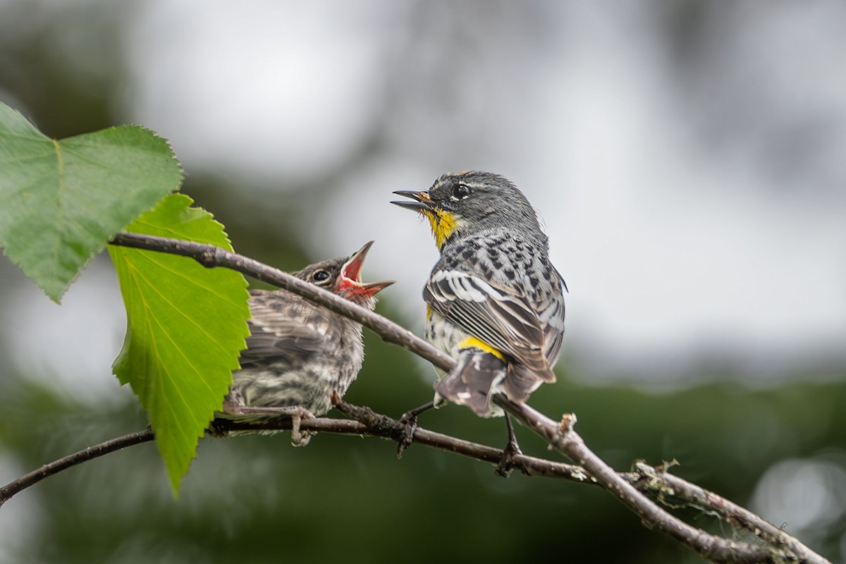 Yellow-rumped Warbler (Audubon's) - ML620307503